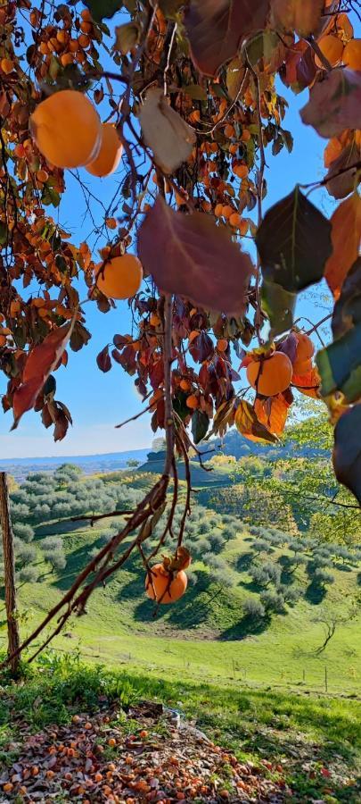 Terrazza San Vettore Camere Con Colazione, Relax In Collina Con Vista Sui Vigneti Docg Asolo Maser Exterior photo